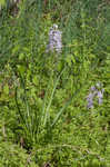 Atlantic camas